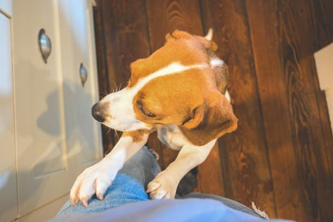 adorable beagle photos in cottage in Gibsons Canada