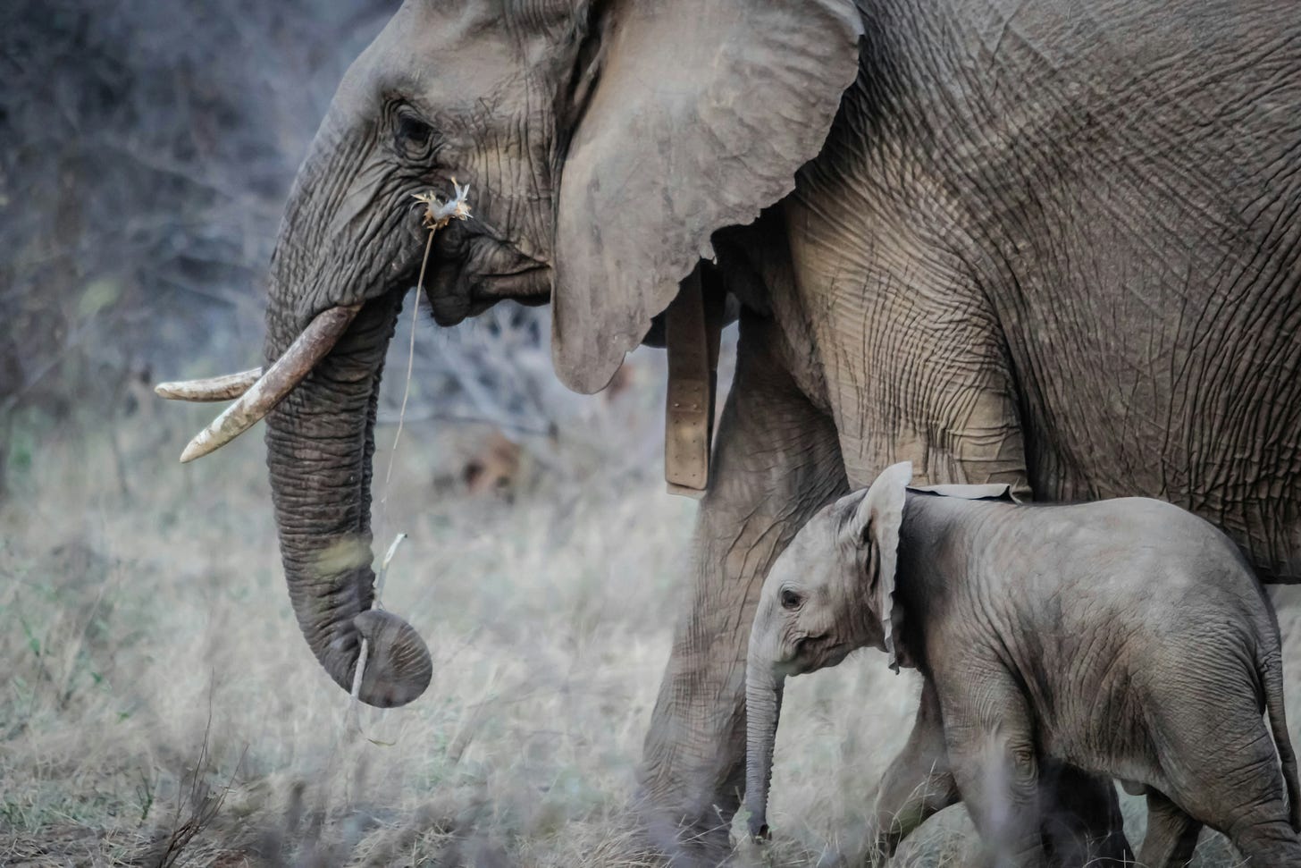 Large and baby elephant