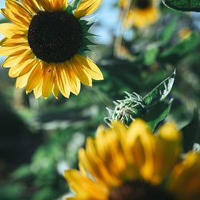 planting a small seed: introducing Solidarity Stories Microgrants