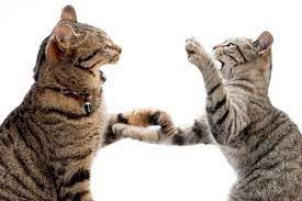 Cats With Cat Fight Wounds - Perth Vet Emergency