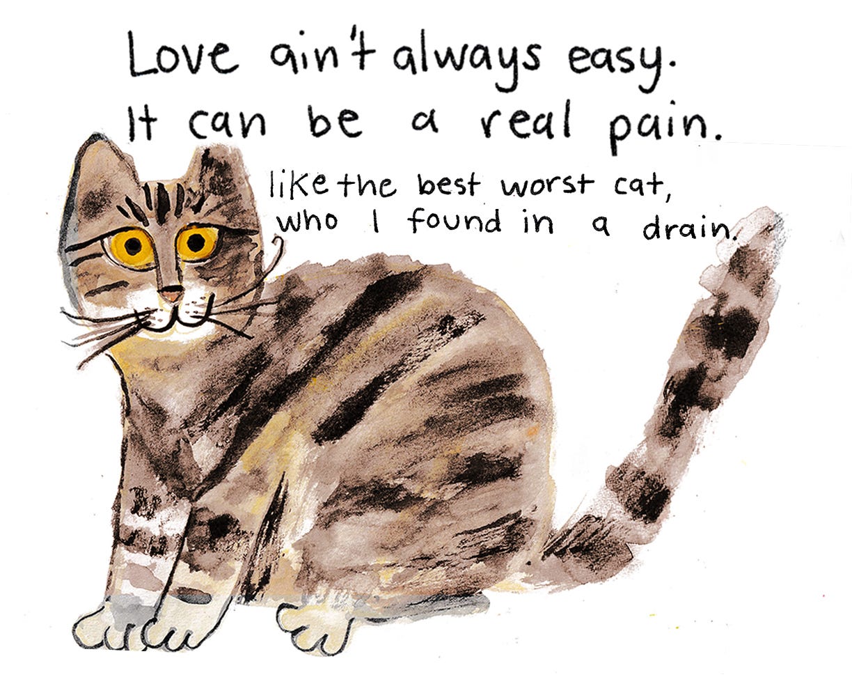 feral cat illustration by Beth Spencer