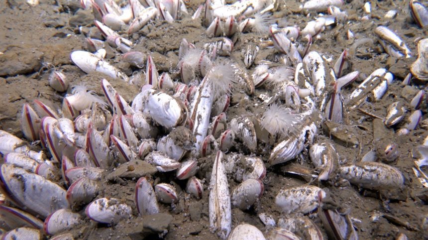 Scientists observed previously unknown species, including clams, in the hadal trenches.