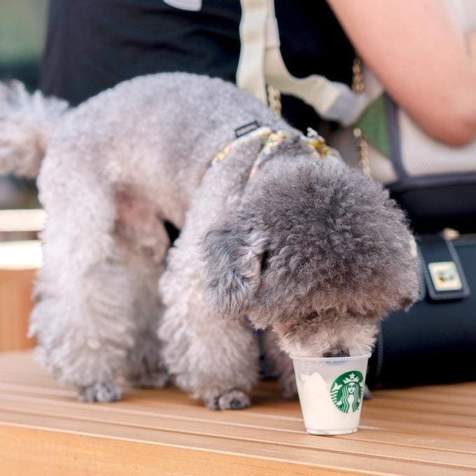 What Is a Starbucks Puppuccino, and Is It Safe for Dogs?