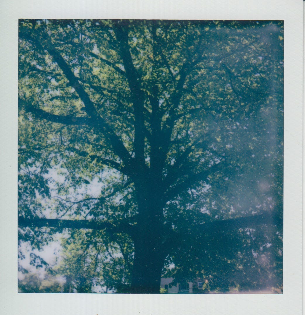 Polaroid of a beech tree at Beechview's Monument Park.