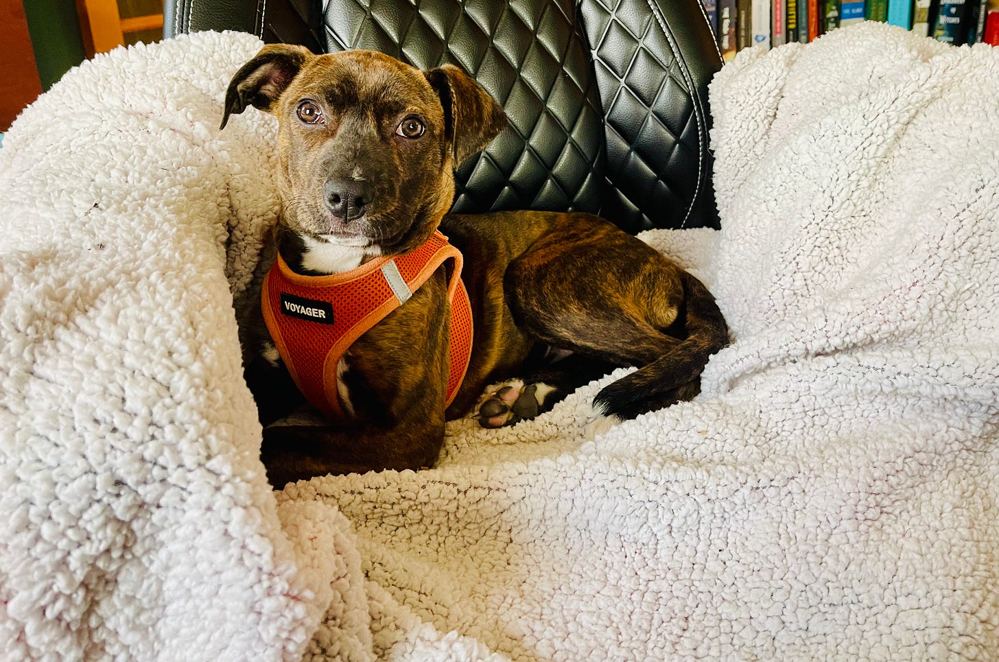 puppy on a blanket in a chair