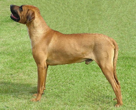 New dog bans in Queensland