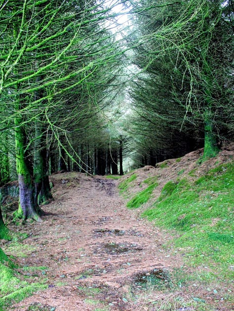 Dartmoor lane, Welsh hillside, pine forest path