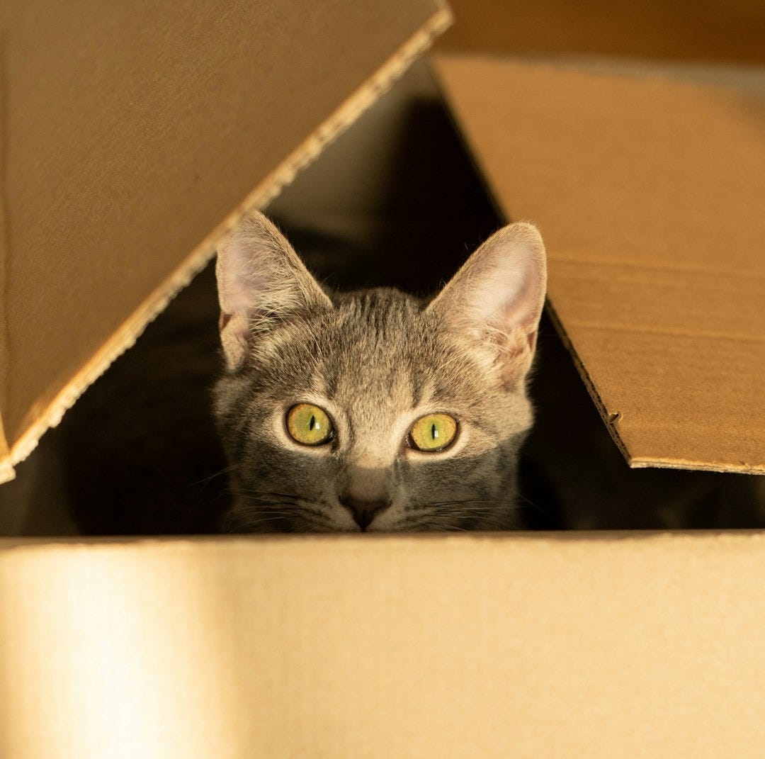 silver tabby cat in brown cardboard box