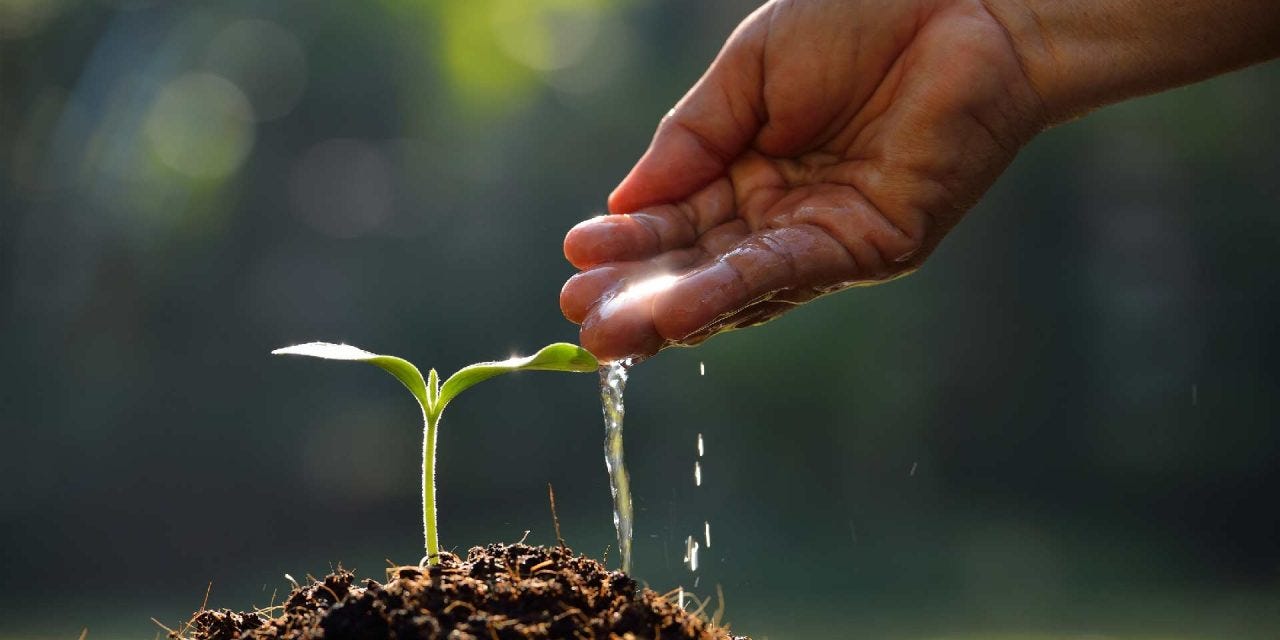 Watering a sprout by hand. 