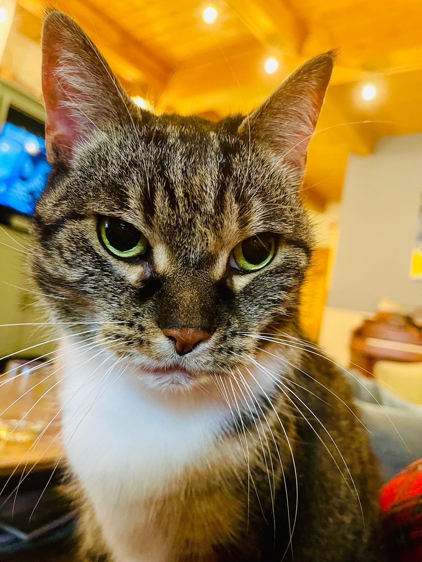 close up of cranky looking cat