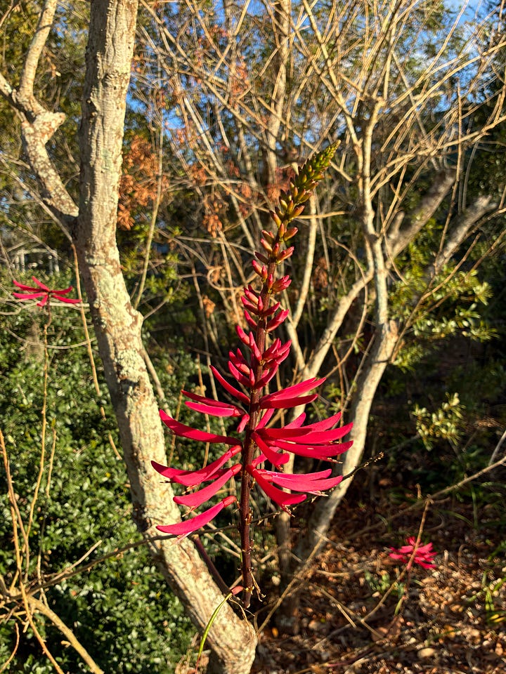 Current blooms in the Florida-Friendly Landscaping demo garden includes red-orange tubular flowers of coral honeysuckle, yellow umbels of dill, red spikes of coral bean tree, and light purple spikes of pickerel weed..