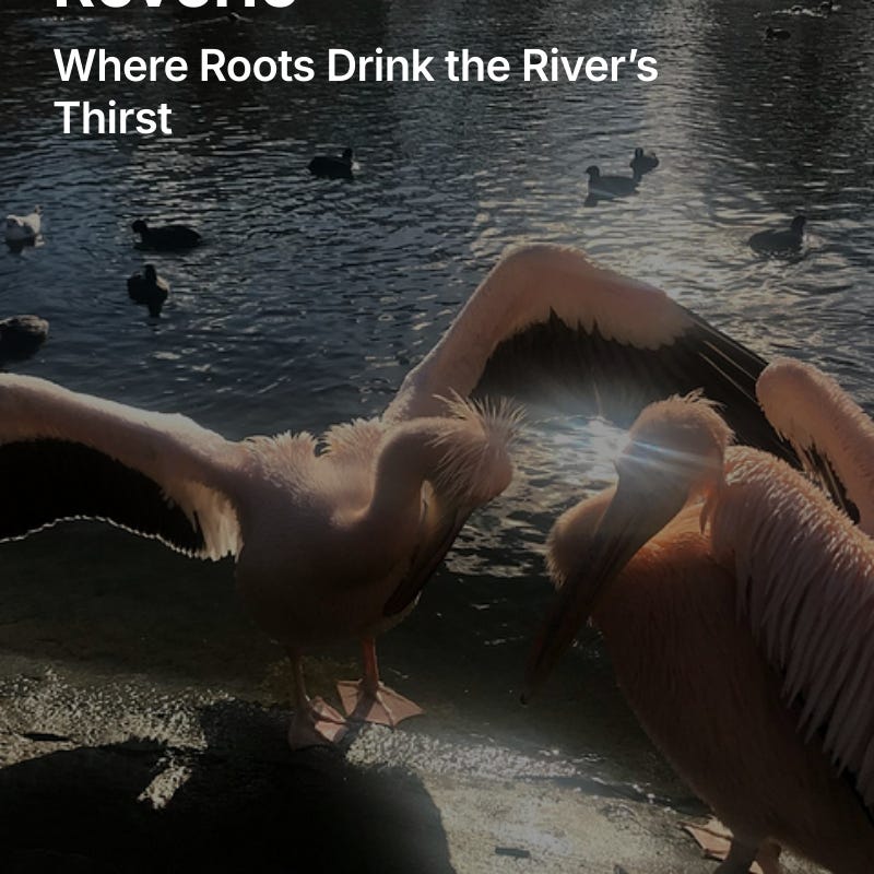 Farangis’s Substack