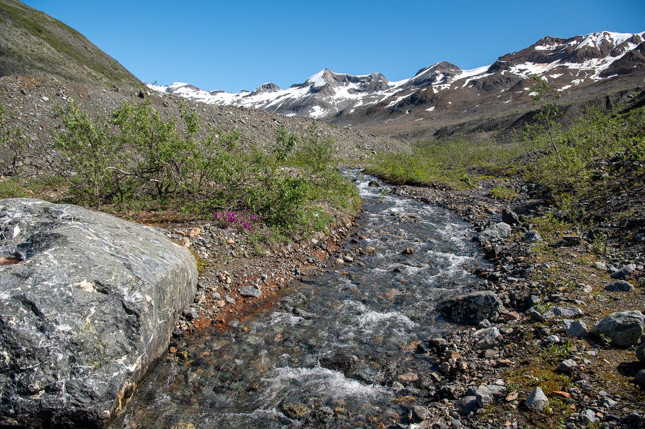 A shallow, fast glacial creek runs over cobbles down the center of the frame, a large green-grey boulder at left and a cluster of magenta dwarf fireweed on the near bank. Grey moraine slopes and willow scrub rise on either side toward snow-streaked peaks under a clear blue sky.