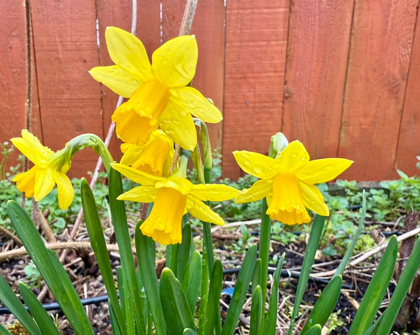 Bright yellow daffodils with water droplets on their petals blooming against a rustic wooden fence background, with green stems and early spring growth around them