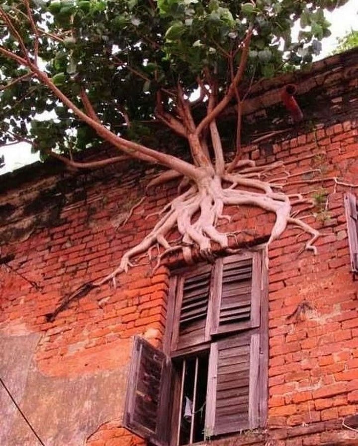 Trees learning to be in their worlds.