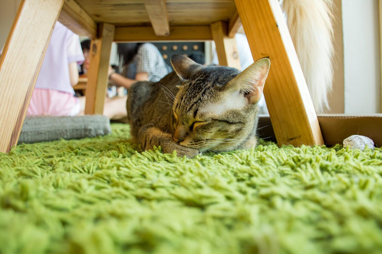 cat-cafe-sleepy-kitten