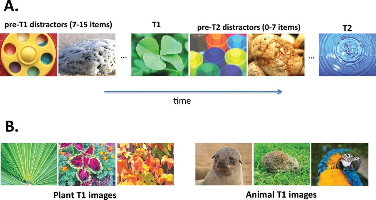 Diagram showing examples of images from the attention study, including plants and animals