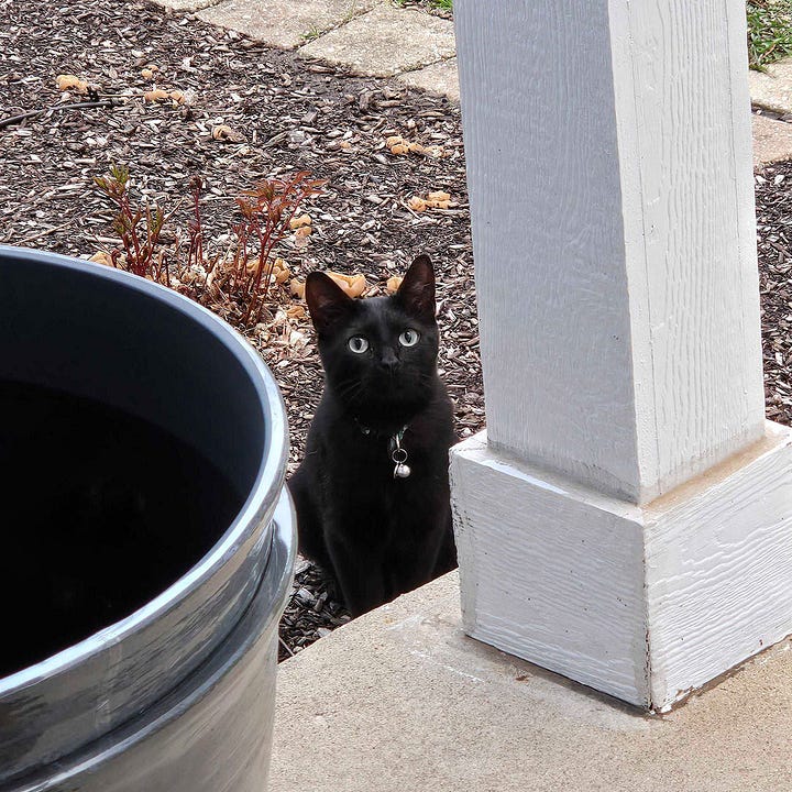 Two black cats/plants seen in different yards