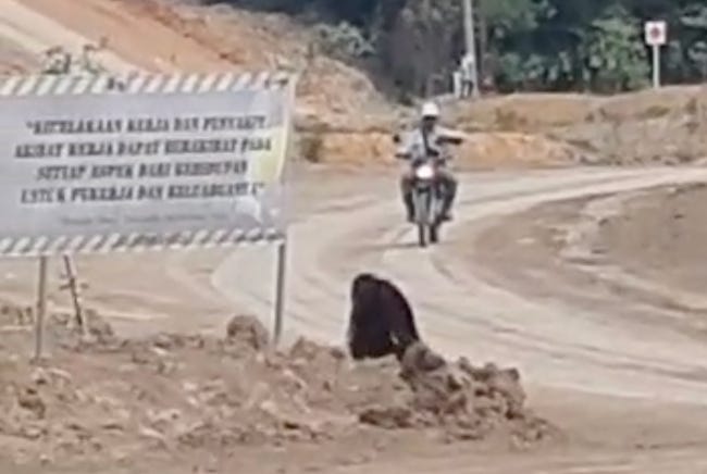 Un orang-outan au beau milieu d'un chantier routier, face à une mobylette apparemment conduite par un ouvrier Un orang-outan au beau milieu d'un chantier routier, face à une mobylette apparemment conduite par un ouvrier