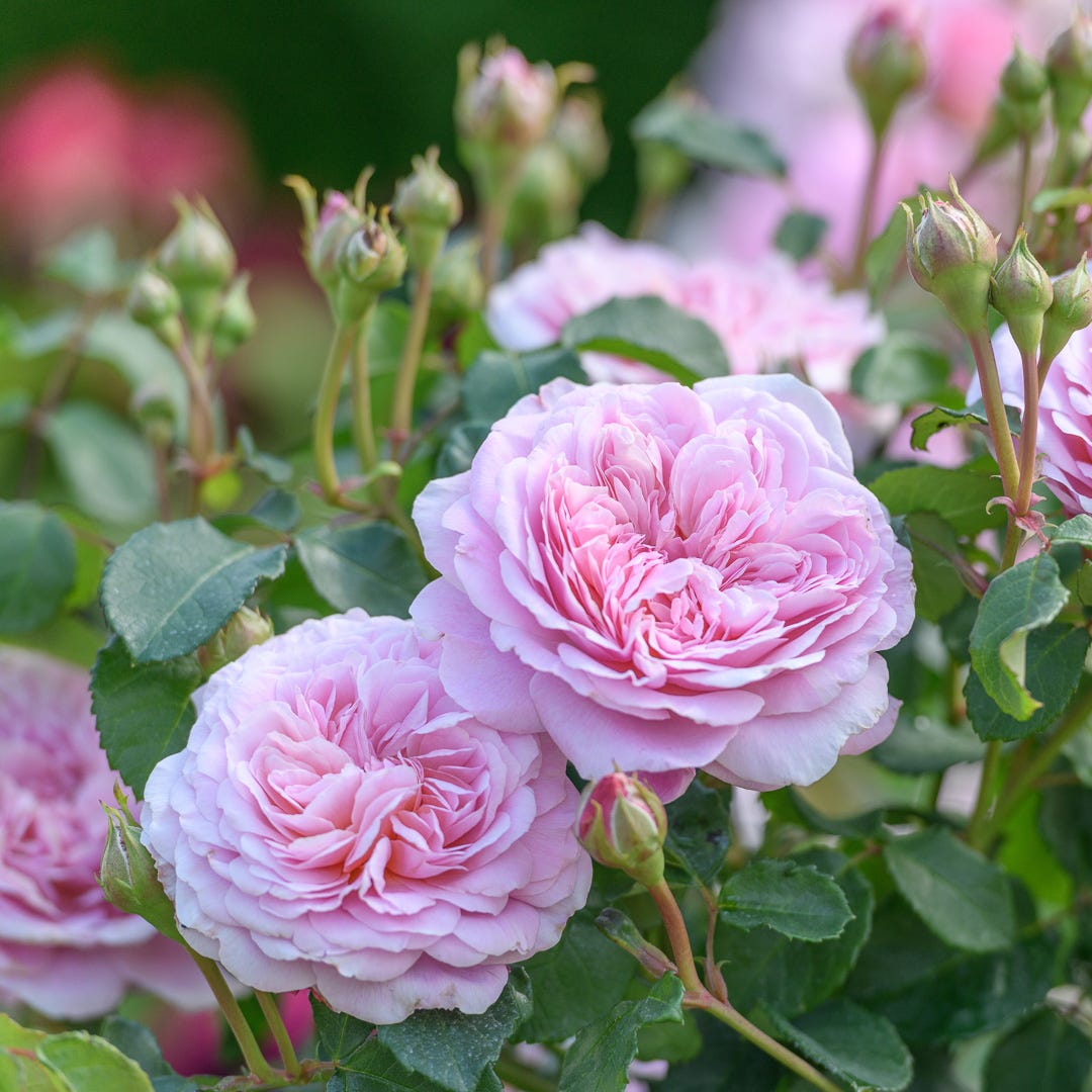 The 'English' rose - by Ailsa Francis