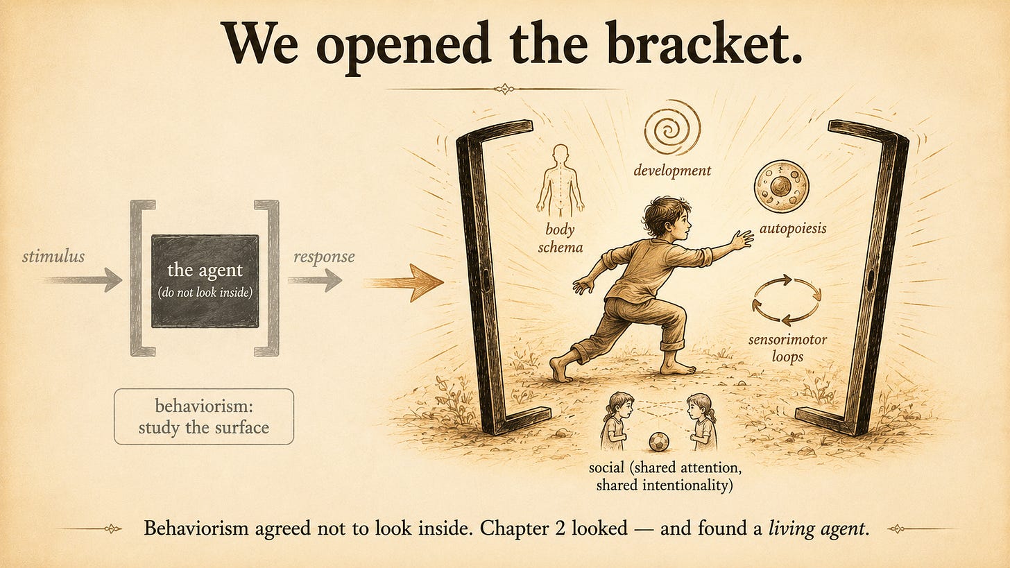 A schematic diagram built around a large pair of square brackets. Faded in the background, the brackets are closed tightly around a small black box labeled "the agent (do not look inside)," with only a "stimulus" arrow going in and a "response" arrow coming out, tagged "behaviorism: study the surface." In the warm-toned foreground, the same brackets are pried open like doors, and out spills a small living human figure mid-stride, hand reaching, surrounded by faint icons of what was found inside: a body outline, a developmental spiral, a single cell, a looping action–perception arrow, and two figures sharing a gaze over a ball.