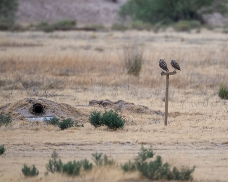 20240803-Marana-21-Edit.jpg