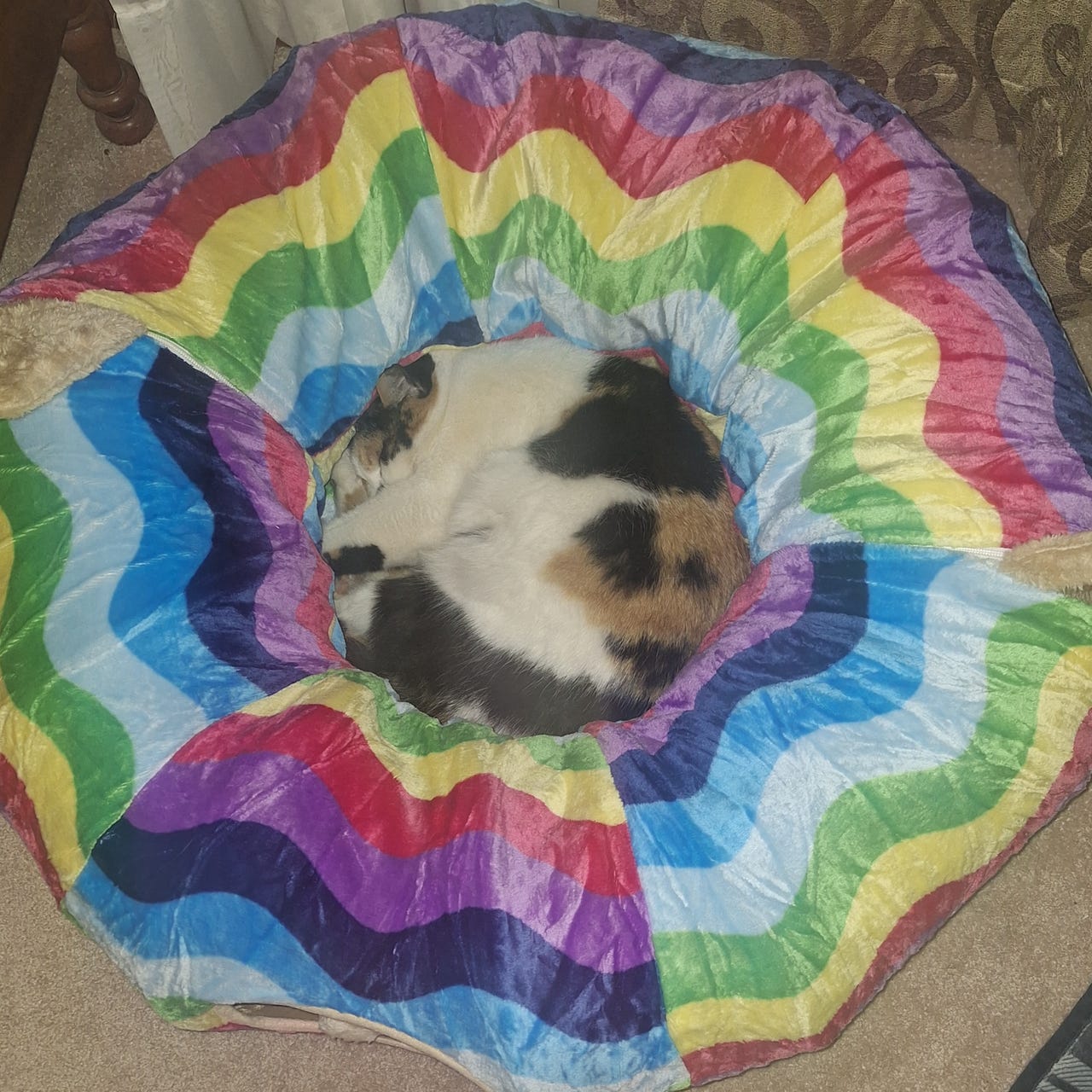 The Gay Pussy (Cat) Lover