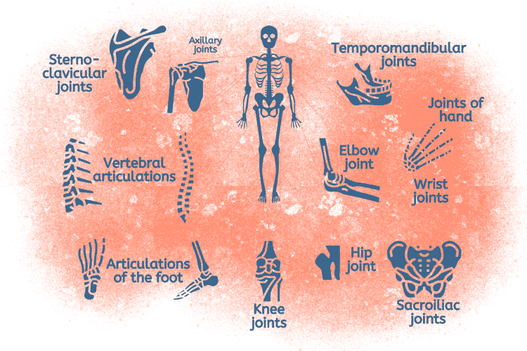 Skeletal Joints