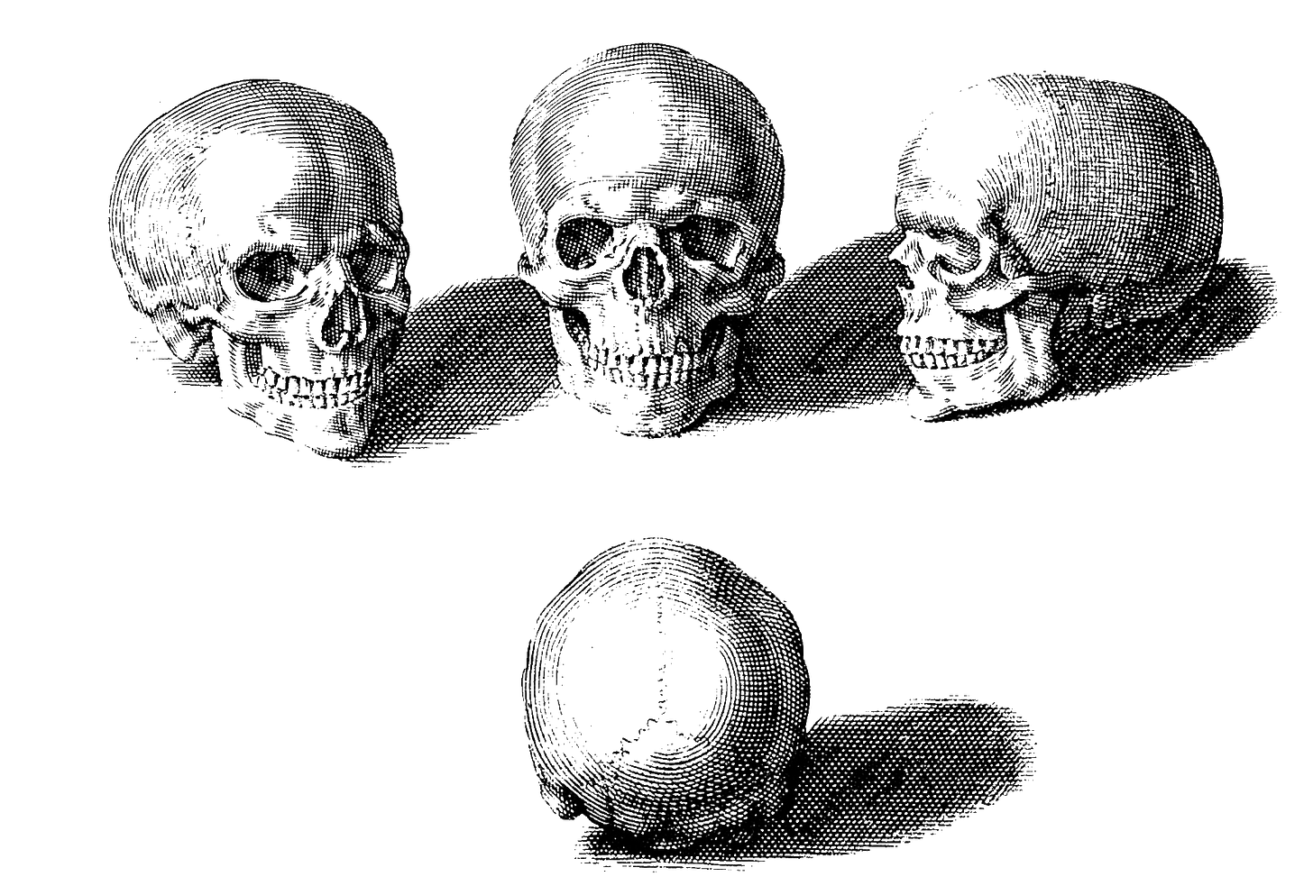 A transparent engraving of four skulls, each angled different to give a view of the skull.