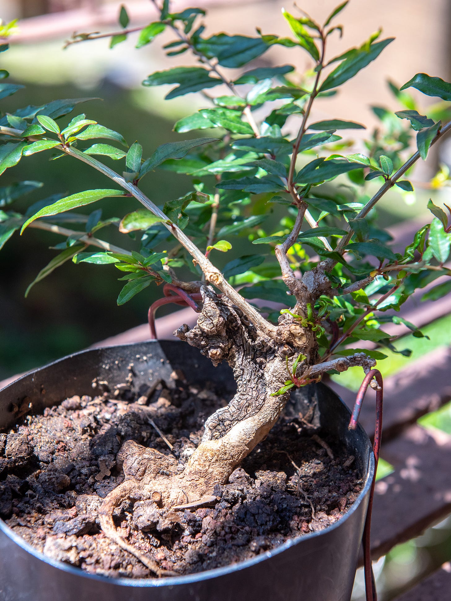 ID: Pomegranate pre bonsai with gnarled deadwood vein
