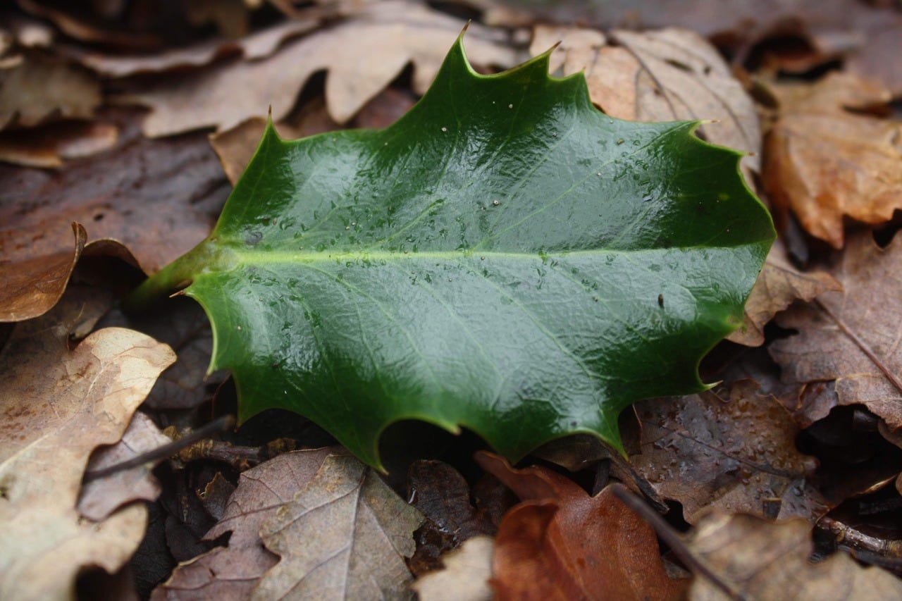 Holly leaf on oak leaves