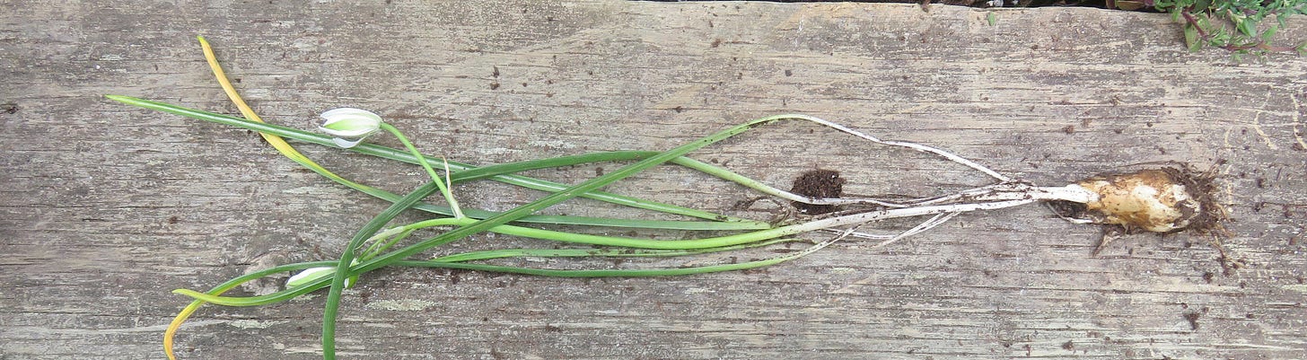 Entire plant after digging up