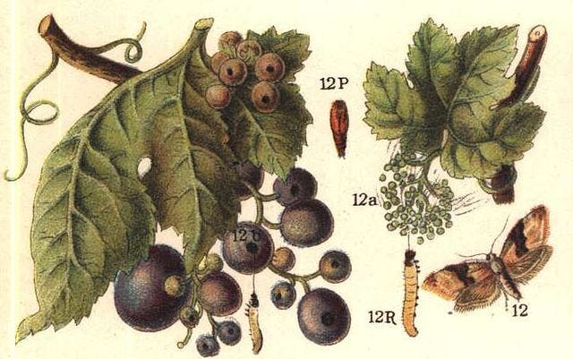 European grapevine moth