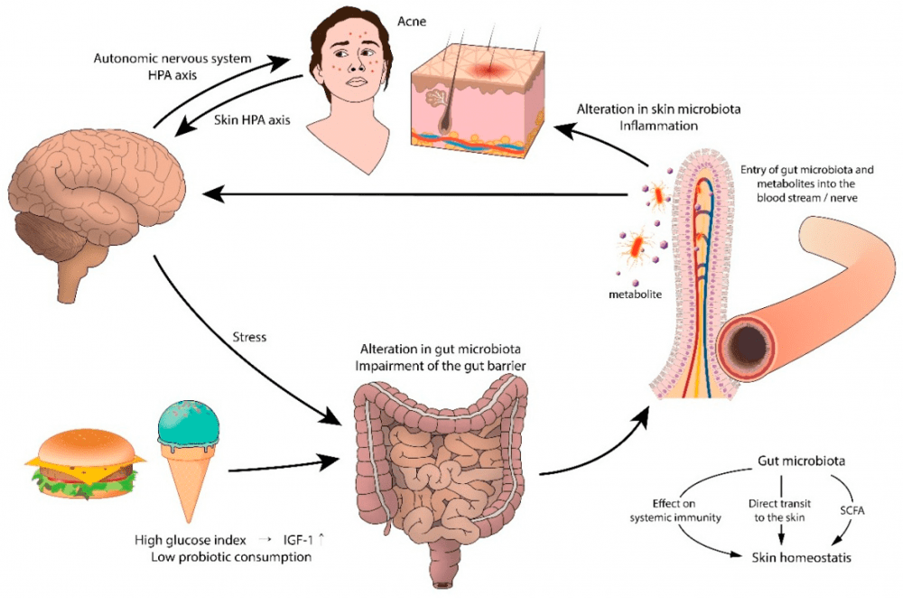 Dr. Patel's Gut Health Guide!: CoCo Dermatology and Cosmetics:  Dermatologists