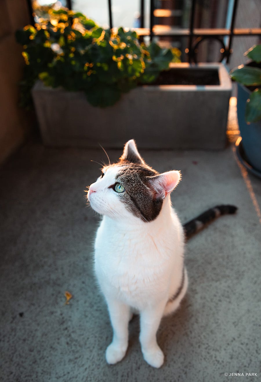Golden hour with cat on the balcony