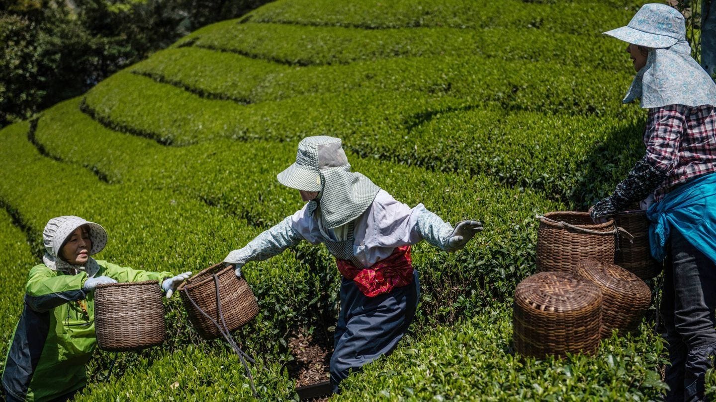 Farmers harvesting tea leaves in a Japanese matcha plantation Farmers harvesting tea leaves in a Japanese matcha plantation