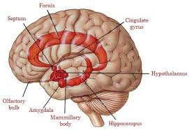 Amygdala | Veterinary Physiology ...