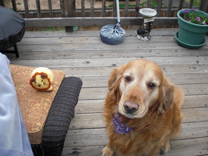 Barnabas poking his head up to be in the picture, and Barnabas joining insisting on being in the picture with the crochet lion Debi made.