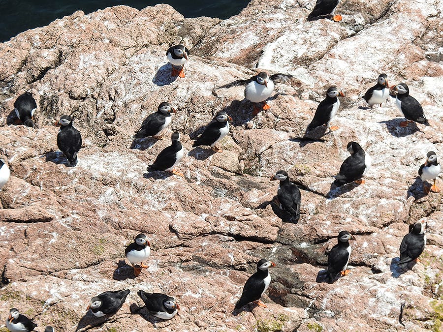 Atlantic puffins Atlantic puffins