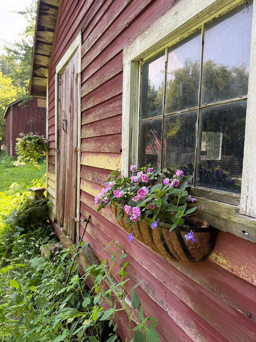 an abandoned outbuilding begins to be reclaimed with pretty planters