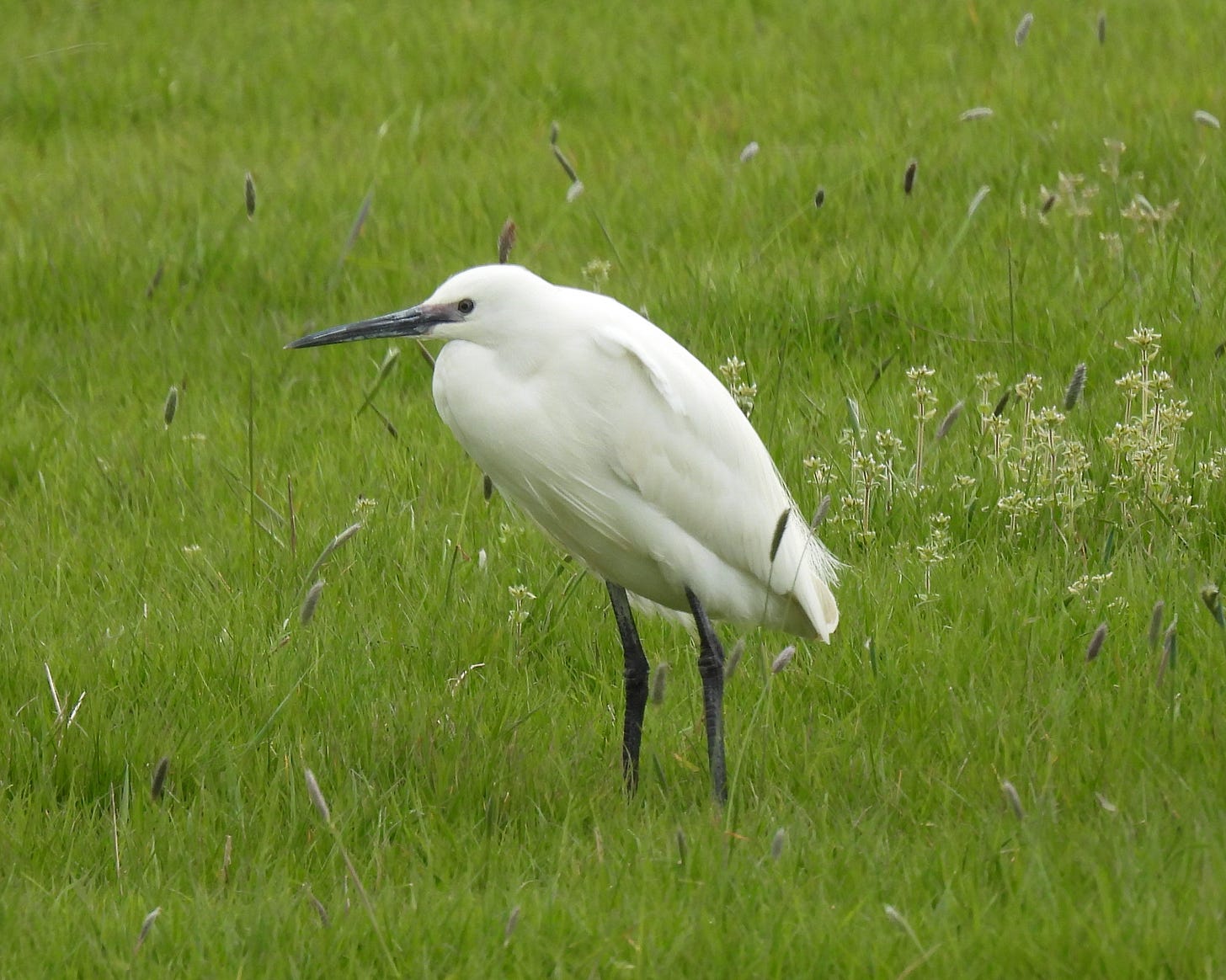 Description: Little Egret standing in a grassy field. The bird is facing to the left of the frame. The background is mixed green grasses. The Little Egret is a small heron with white plumage, a black bill and black legs. 