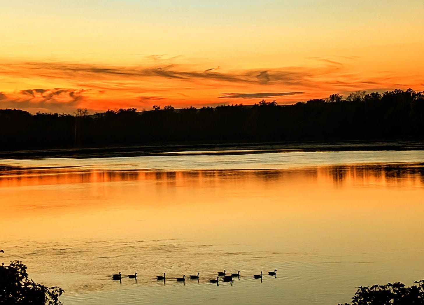 A bright orange sunset with the silhouette of a forest in the background, and a river with swimming geese in the foreground.
