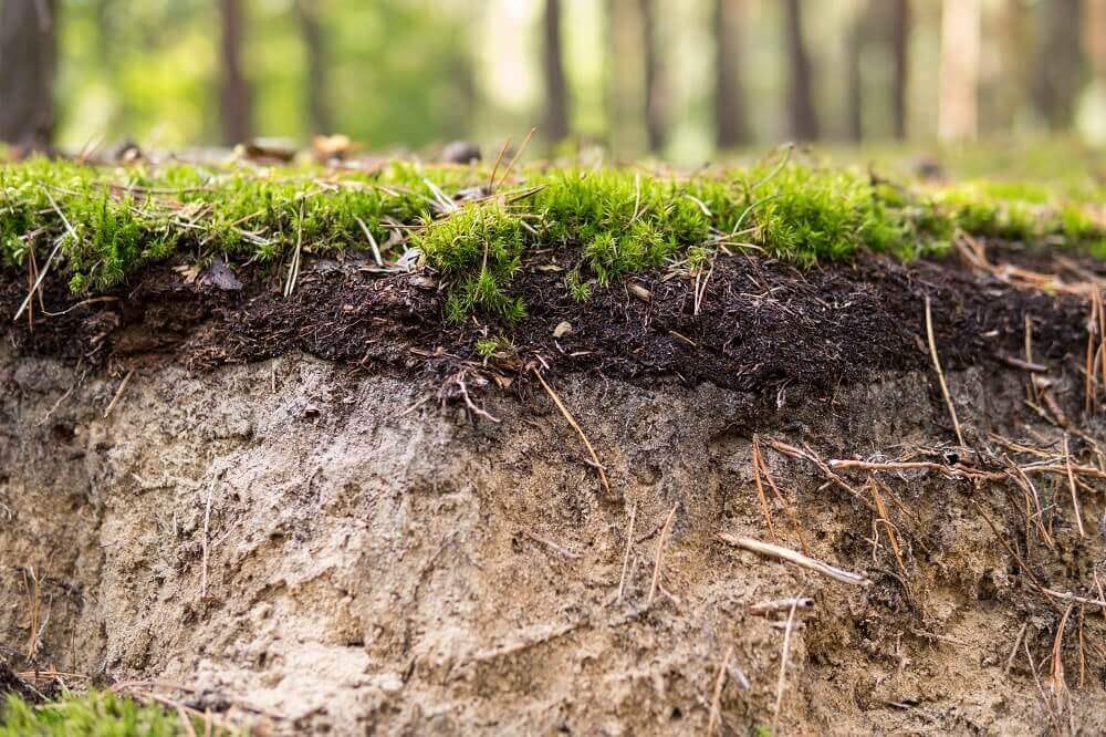 View Of Topsoil From The Side