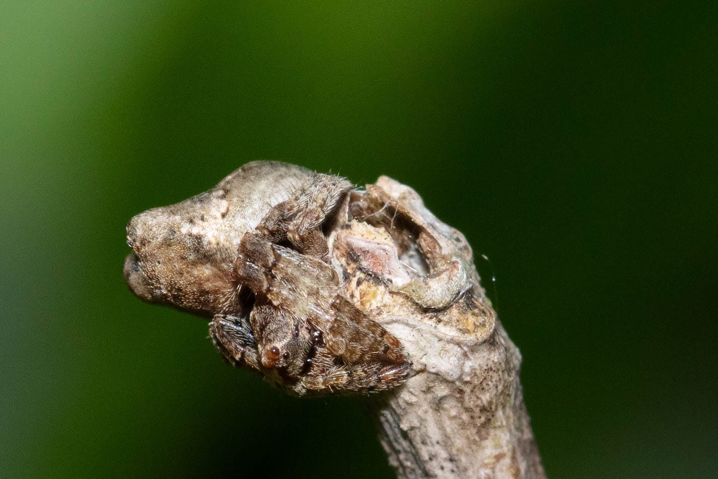 A somewhat fuzzy light brown spider curled up on a light brown stick. The spider almost looks like a bump on the stick but for its fuzzy body, eight legs, and shining black eyes.