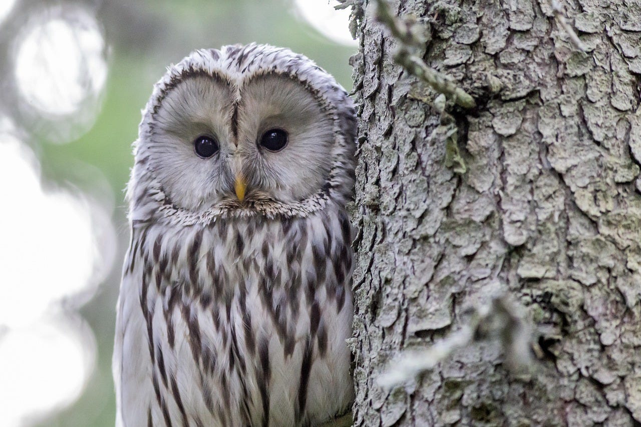Free Ural Owl Strix Uralensis photo and picture