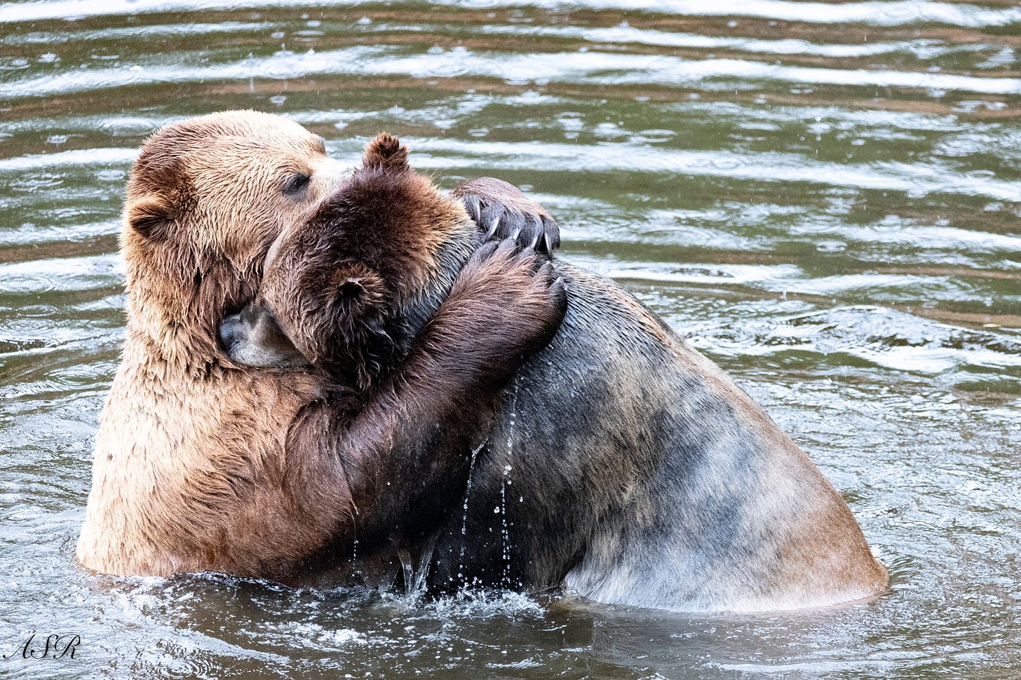 Two brown bears hug in water.
