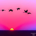 U.S. Pumps Another $306 Million Into Bird Flu Pandemic Efforts