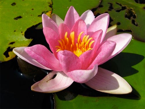 Nymphaea Laydekeri Rosea Prolifera