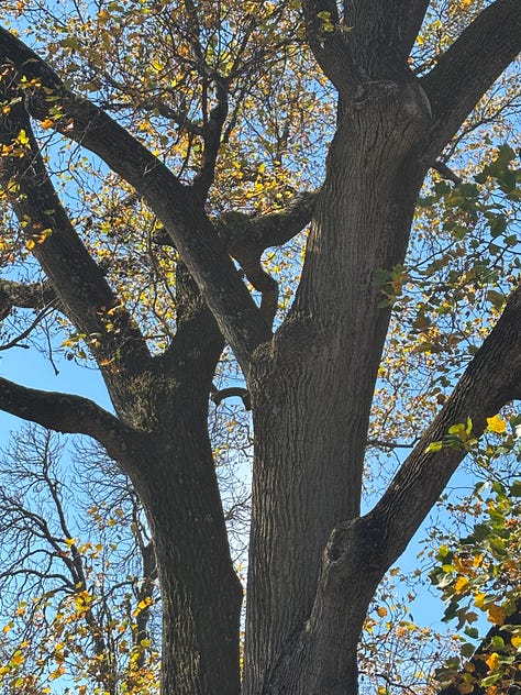 sunlight through trees, a picture of Gabrielle, a tall tree, a tree with yellow leaves and two sunsets