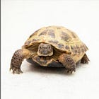 「動かない」という生存戦略。ヨツユビリクガメは、無理をしない。